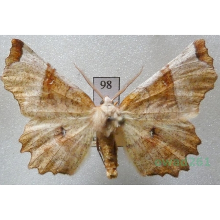 Selenia lunularia (Hübner, 1788) male Skrzytek księżyczak Czech98
